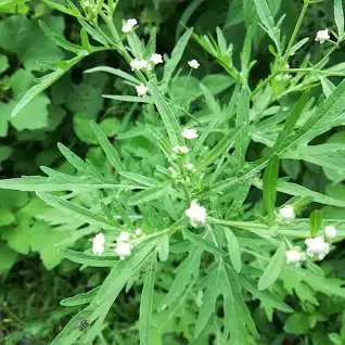 Parthenium